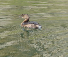 Pied-billed Grebe